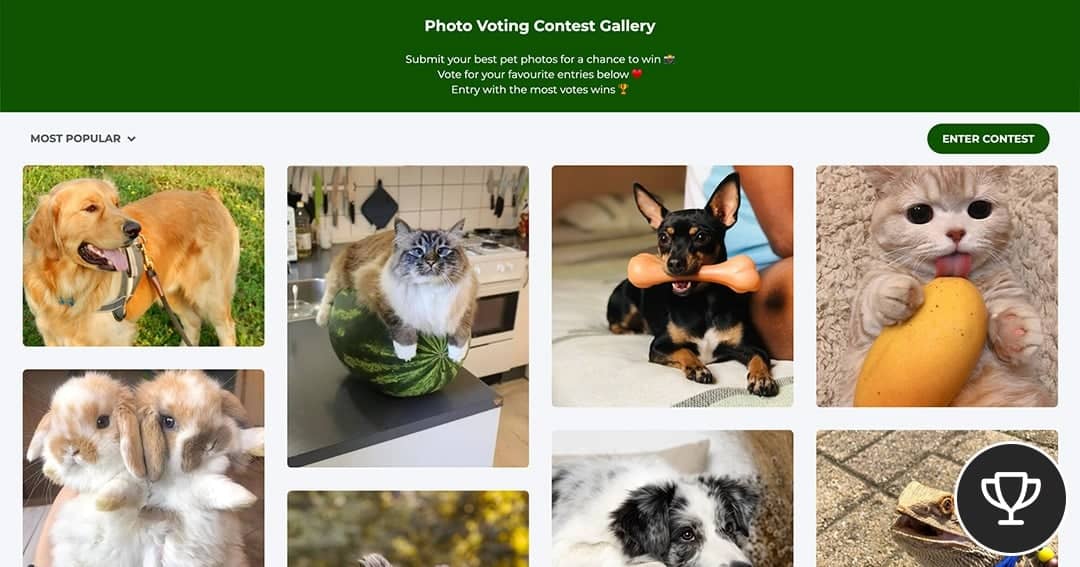 Photo Contest Voting Gallery Guide