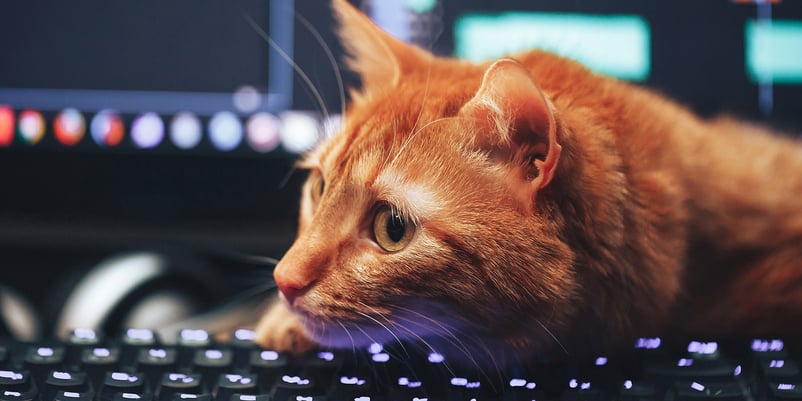 cat resting on top of backlit mechanical keyboard