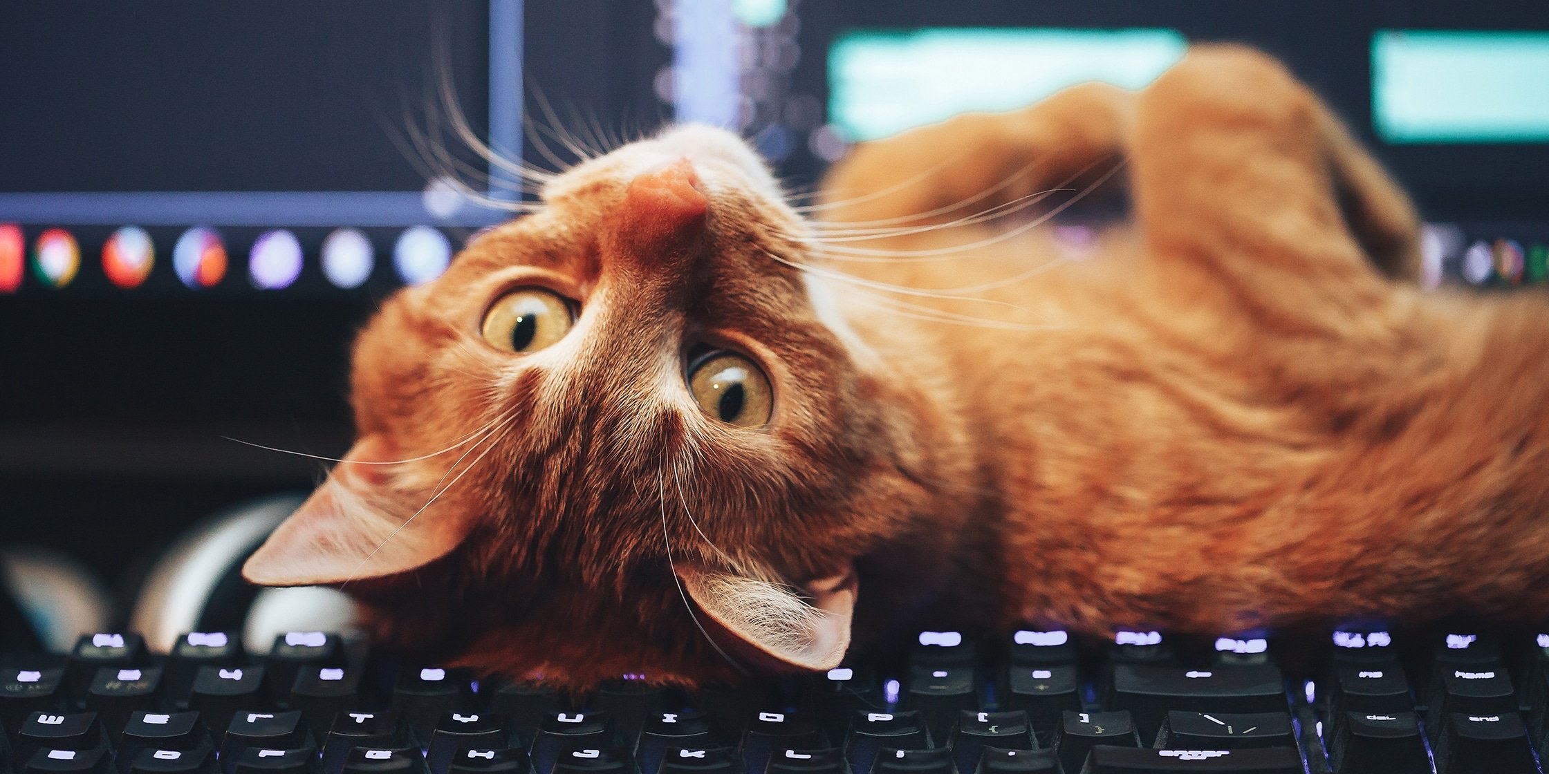 https://user-assets.out.sh/asset/2240x1120/twitch-kittens-cat-computer.jpg Gleam Customer Success Story Cover Image